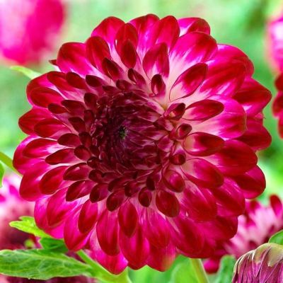 Георгина Капроз Пизаз Георгина Капроз Пизаз фото