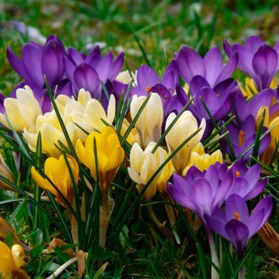 Набор 35 крокусов Набор 35 крокусов фото
