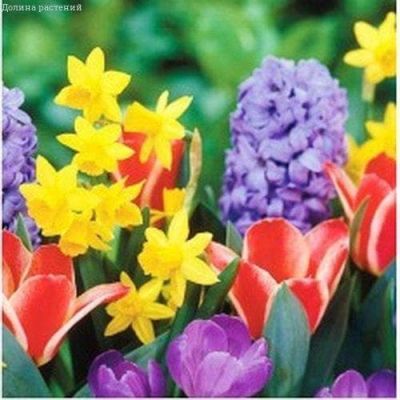 Клумба № 1 (тюльпаны, нарциссы, гиацинты) Клумба № 1 (тюльпаны, нарциссы, гиацинты) фото