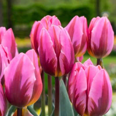 Тюльпан Претти Принцес Тюльпан Претти Принцес фото