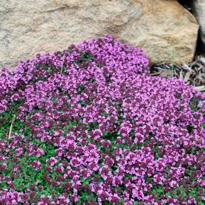 Тимьян ранний Минор , P9 фото