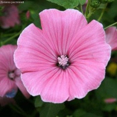 Лаватера Сильвер Кап Лаватера Сильвер Кап фото