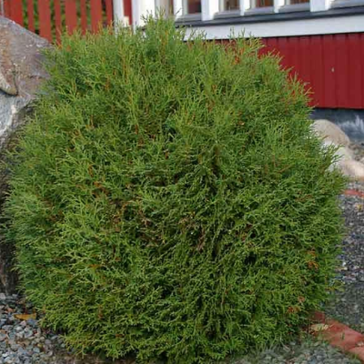 Туя западная Литтл Гиант, С2 - Dolina-Sad.Ru