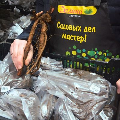 Пион Себастьян Мас - Dolina-Sad.Ru