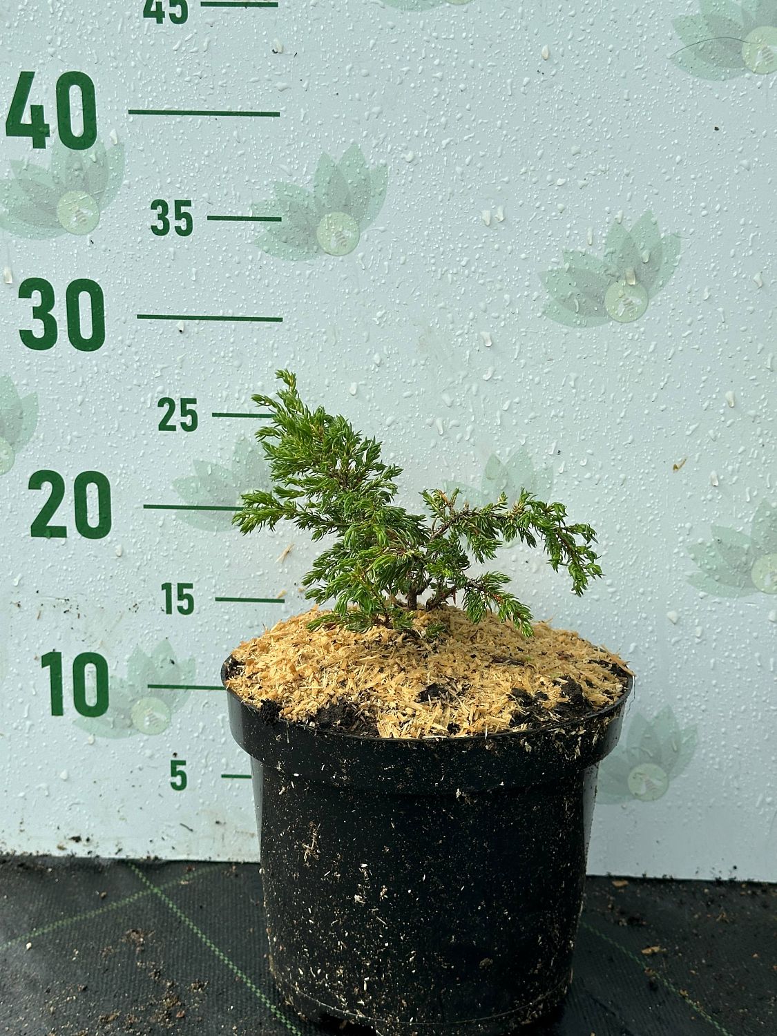 Можжевельник обыкновенный Голдшатц, С3 Можжевельник обыкновенный Голдшатц, С3 - Dolina-Sad.Ru