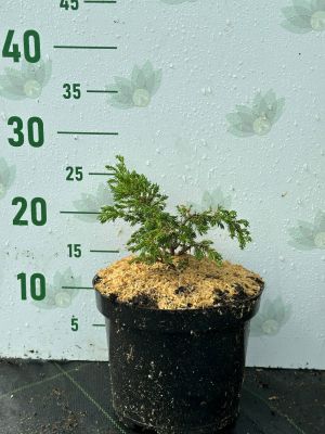 Можжевельник обыкновенный Голдшатц, С3 Можжевельник обыкновенный Голдшатц, С3 - Dolina-Sad.Ru