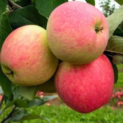 Яблоня Мечта /Летняя Яблоня Мечта /Летняя фото