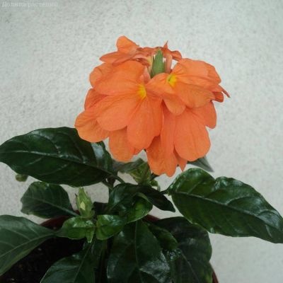 Кроссандра Тропик красная Кроссандра Тропик красная фото