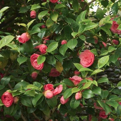 Камелия японская Принцесса Бачиокки - Dolina-Sad.Ru