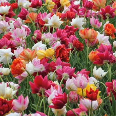 Тюльпан Дабл Эрли Микс Тюльпан Дабл Эрли Микс фото