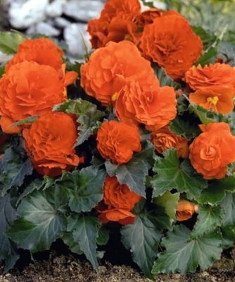 Бегония Махровая Орандж Бегония Махровая Орандж фото