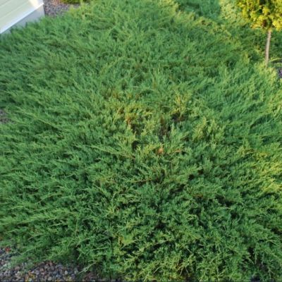 Можжевельник Андорра Компакта Можжевельник Андорра Компакта фото