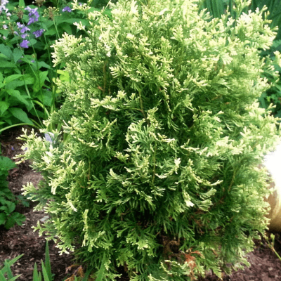 Туя западная Спотти Смарагд Туя западная Спотти Смарагд фото