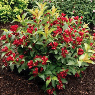 Вейгела Люцефер Вейгела Люцефер - Dolina-Sad.Ru