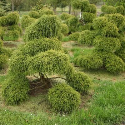 Кипарисовик Горохоплодный Филифера Нана фото