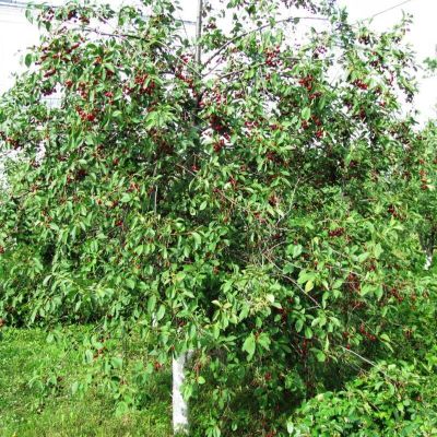 Вишня Заря Положья Вишня Заря Положья - Dolina-Sad.Ru