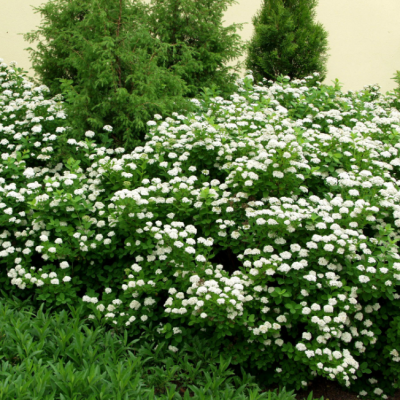 Спирея березолистная Исланд Спирея березолистная Исланд фото