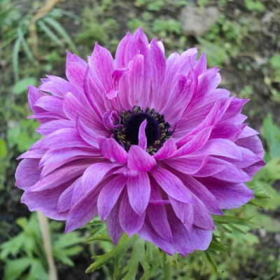 Анемона Адмирал Анемона Адмирал фото