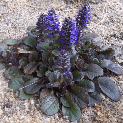 Живучка ползучая Махагони , С1,5 Живучка ползучая Махагони , С1,5 фото