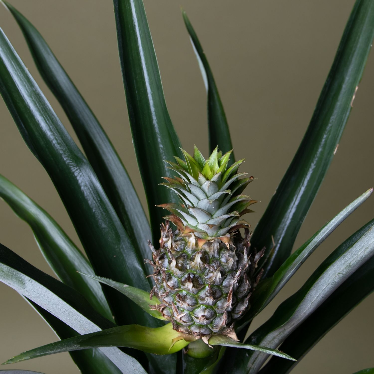 Ананас Плодовый Чампака Ананас Плодовый Чампака фото