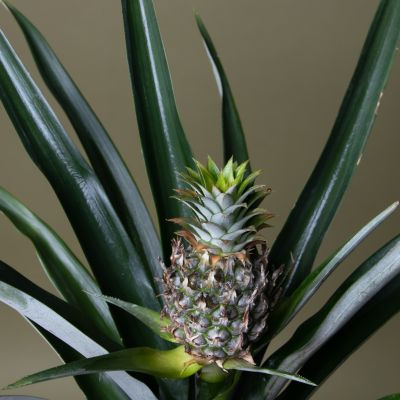 Ананас Плодовый Чампака Ананас Плодовый Чампака фото