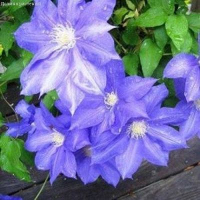 Клематис Юнг Клематис Юнг фото