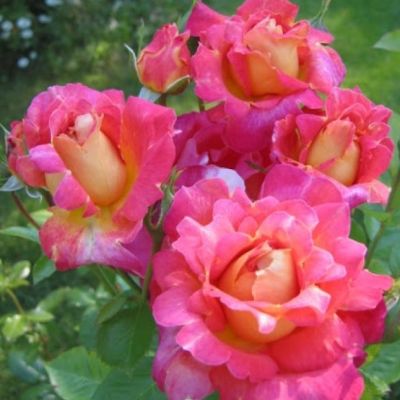 Роза Декор Арлекин в горшке - Dolina-Sad.Ru