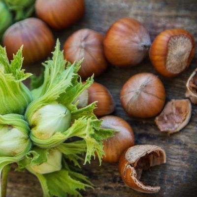 Фундук Трапезунд Фундук Трапезунд - Dolina-Sad.Ru