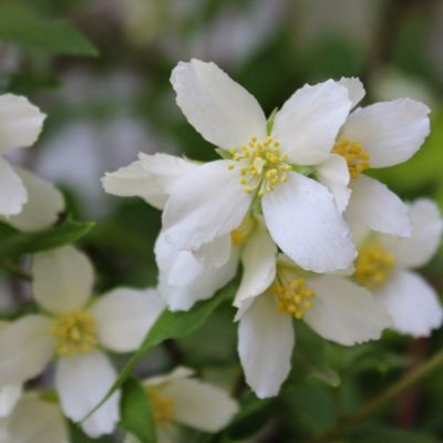 Чубушник Силберреген, С3 - Dolina-Sad.Ru