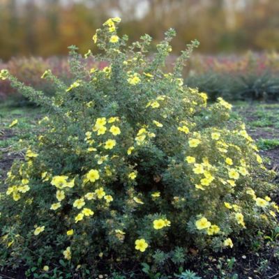 Лапчатка кустарниковая Голдтеппич. С3 - Dolina-Sad.Ru