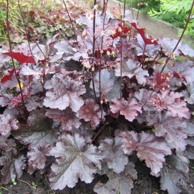 Гейхера Сторми Сиаз Гейхера Сторми Сиаз - Dolina-Sad.Ru