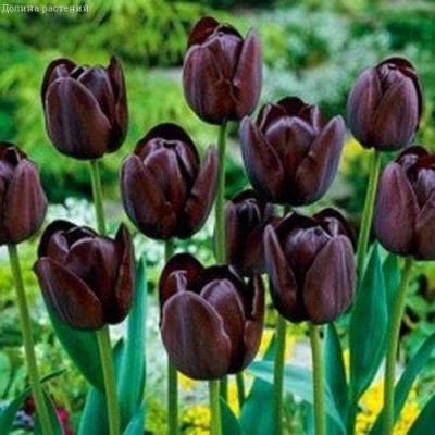 Тюльпан Квин оф Найт Тюльпан Квин оф Найт фото