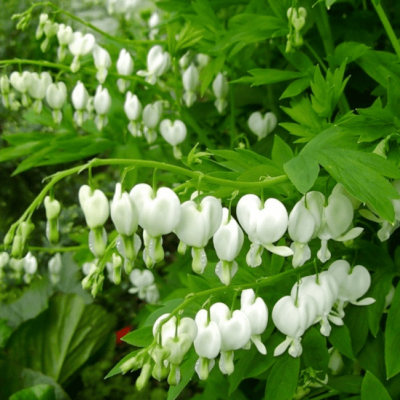 Дицентра великолепная Альба , С1,5 Дицентра великолепная Альба , С1,5 фото