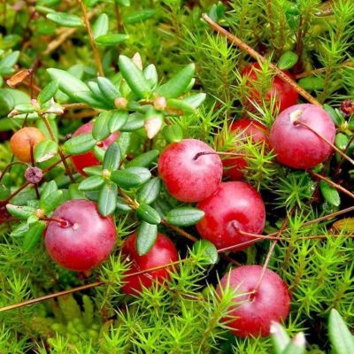 Клюква крупноплодная МакФарлин - Dolina-Sad.Ru