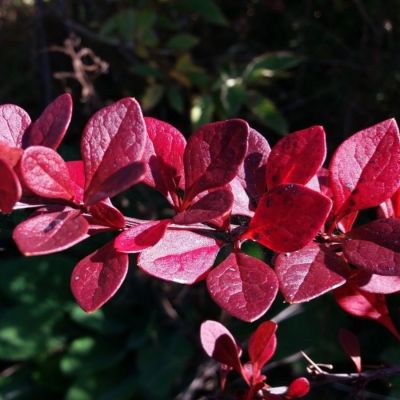 Барбарис Тунберга Ред Дж, С2 - Dolina-Sad.Ru