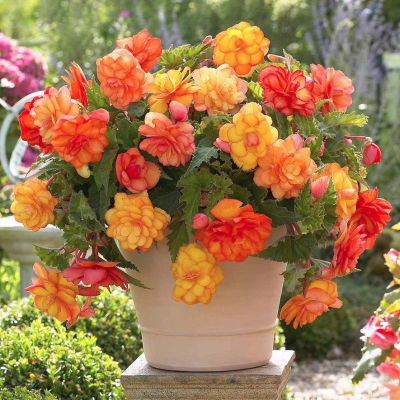 Бегония Голден Белкони Бегония Голден Белкони фото