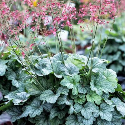 Гейхера Литтл Кьюти Пеперминт Гейхера Литтл Кьюти Пеперминт - Dolina-Sad.Ru
