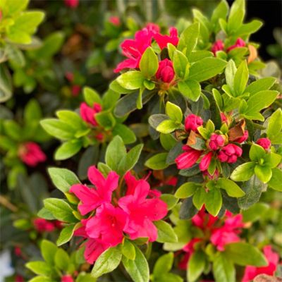 Рододендрон Гейша Ред Рододендрон Гейша Ред - Dolina-Sad.Ru