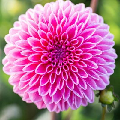 Георгина Сандра - Dolina-Sad.Ru