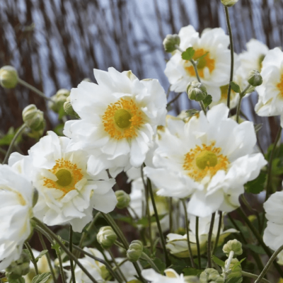 Анемона японская Вирлвинд фото