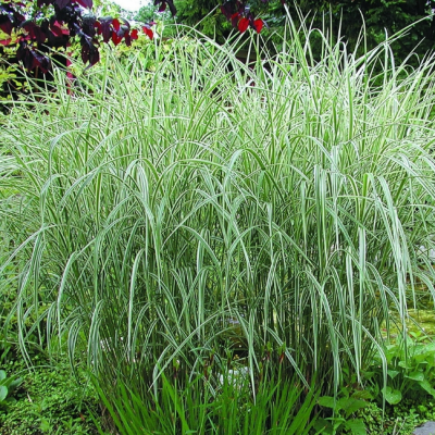 Фалярис тростниковый Фессей Фалярис тростниковый Фессей фото
