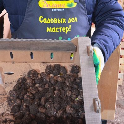 Бегония Каскад Одороза Свит Пинк фото