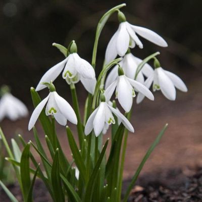 Подснежник Нивалис фото