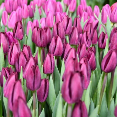 Тюльпан Пурпул Лэд - Dolina-Sad.Ru