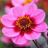 Георгина Винк - Dolina-Sad.Ru