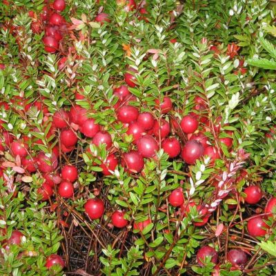 Клюква крупноплодная МакФарлин - Dolina-Sad.Ru