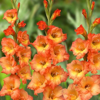 Гладиолус Принц оф Оранж Гладиолус Принц оф Оранж - Dolina-Sad.Ru