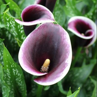 Калла Дубай Найтс Калла Дубай Найтс - Dolina-Sad.Ru