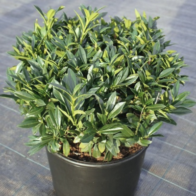 Лавровишня Гаджо Лавровишня Гаджо - Dolina-Sad.Ru