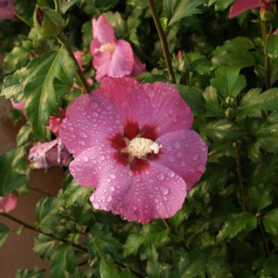 Гибискус сирийский Флоги Гибискус сирийский Флоги - Dolina-Sad.Ru